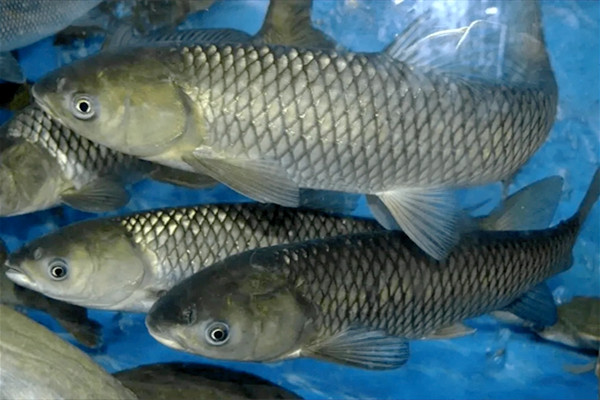 沸石粉在水產養殖中廣泛的作用