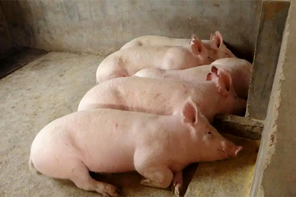 肉豬想要健康快速生長，沸石一定要了解一下-國投盛世