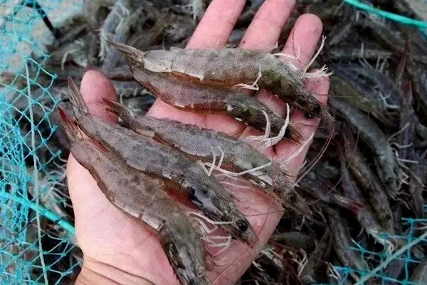 沸石粉對蝦養殖使用禁忌
