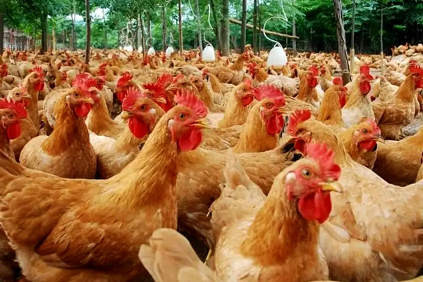 沸石應用于飼料和墊料領域-國投盛世
