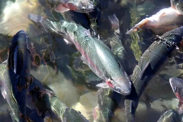 魚蝦養殖不能缺少的東西——沸石粉