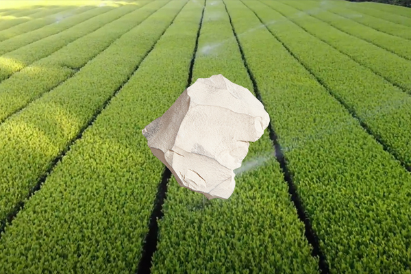 增產茶葉用天然沸石是否可行？