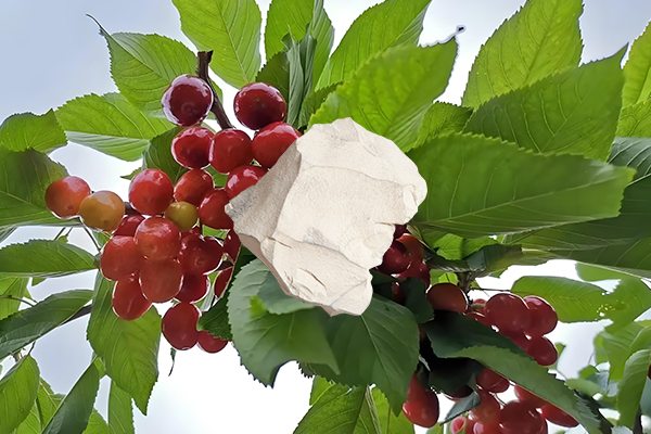 想為櫻桃增產用天然沸石怎么樣？