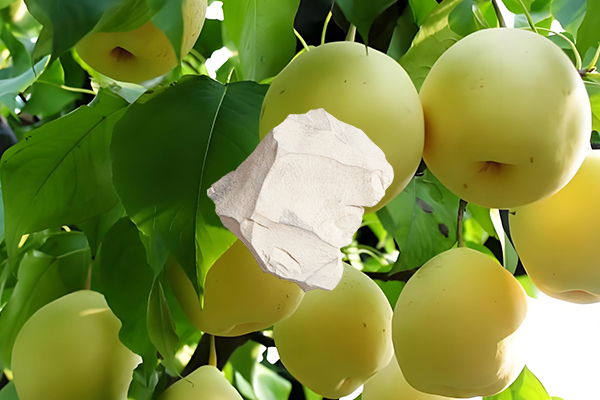 梨樹種植中使用沸石是否能帶來顯著益處？