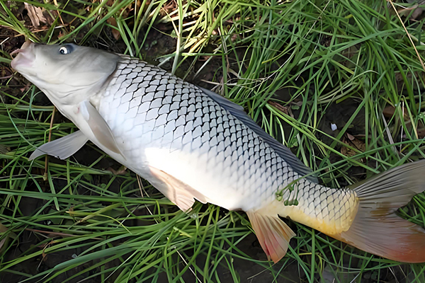 養(yǎng)殖鯉魚時為什么需要用到沸石？-國投盛世
