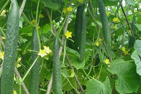 種植黃瓜為什么要用沸石？