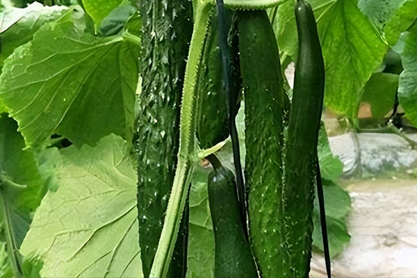 種植黃瓜用多大粒徑的沸石？