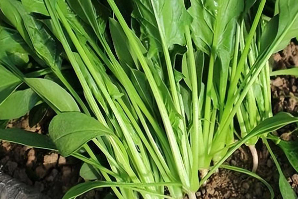 沸石能否對菠菜的種植進行增產(chǎn)？-國投盛世