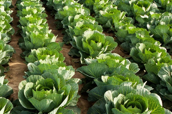 為什么在種植甘藍時添加沸石能促進生長？-國投盛世