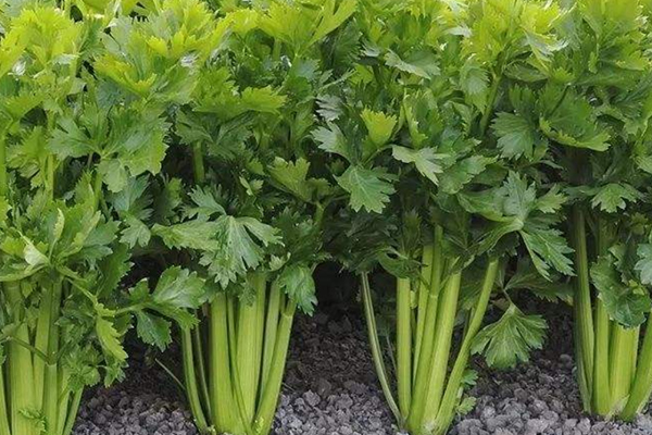 種芹菜時(shí)可以加入沸石嗎？