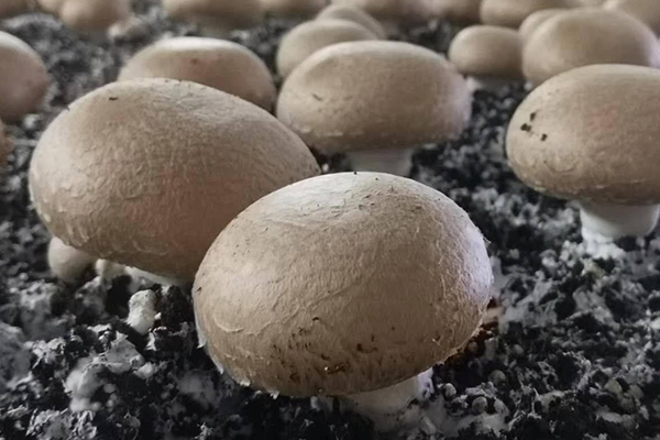 種蘑菇時加入沸石真的能夠有效提升產(chǎn)量嗎？-國投盛世