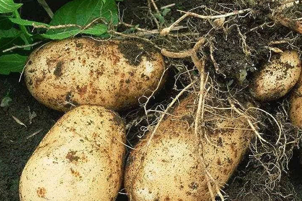 沸石能在馬鈴薯種植中增產與提高品質