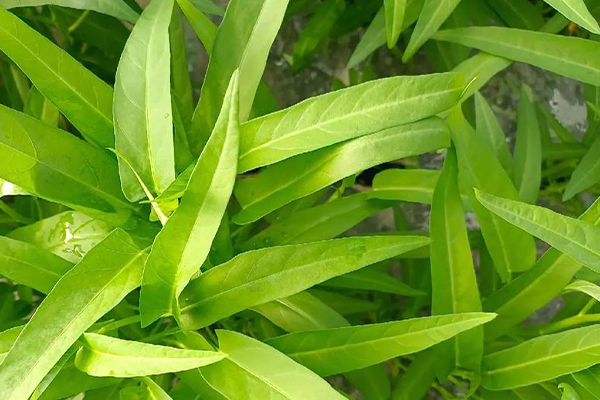 沸石能否助力空心菜產量提升？-國投盛世