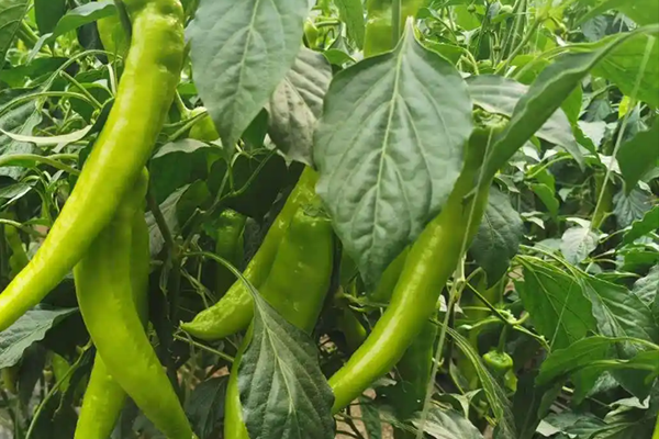 尖椒種植能否因沸石而受益？