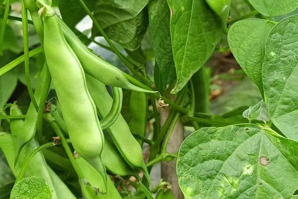 沸石能為扁豆種植帶來哪些改變？