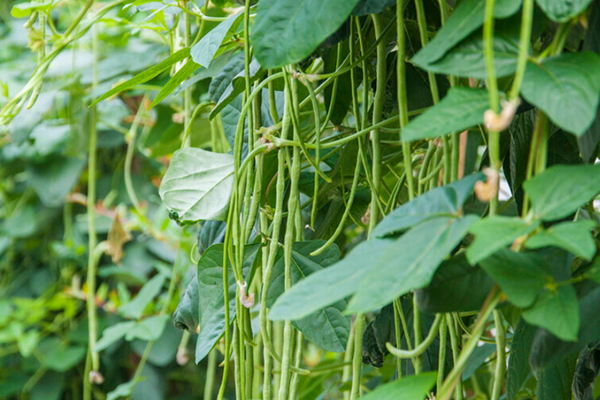 沸石能提升豇豆種植效果嗎？-國投盛世