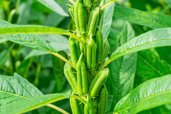 芝麻種植能否借助沸石提升品質？-國投盛世