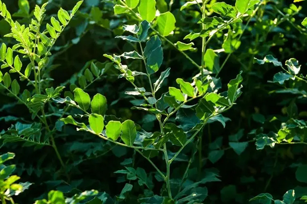 甘草種植時添加沸石能增產嗎
