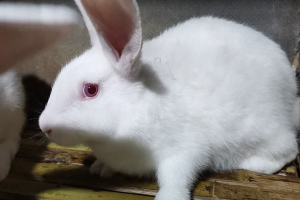 飼養家兔時可以使用沸石嗎？