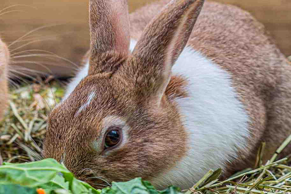 沸石在家兔飼料中應用效果如何？