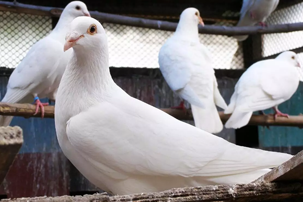 飼養鴿子時為什么要用到沸石？
