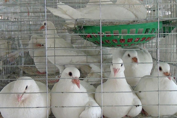 為什么肉鴿飼料中添加沸石能促進(jìn)健康與生產(chǎn)？