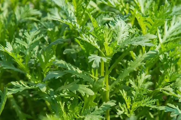 為什么種植茼蒿時加入沸石能增產(chǎn)？