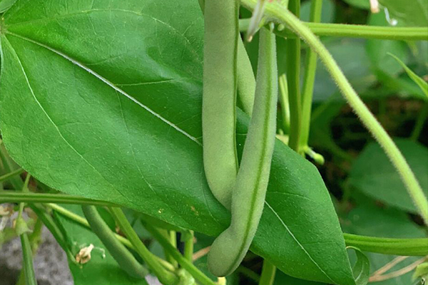 種植四季豆時加入沸石能提高產量嗎？