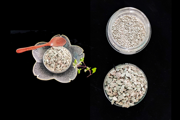 種植四季豆時加入沸石能提高產量嗎？