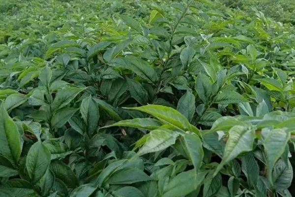 種植魔芋時加入沸石能提高產(chǎn)量嗎？-國投盛世