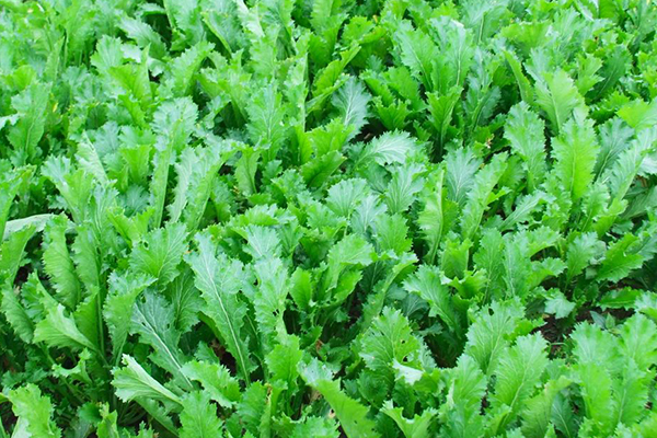 種植雪里蕻時(shí)加入沸石能提升產(chǎn)量嗎？