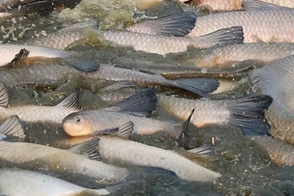 養殖青魚時加入沸石有什么獨特優勢嗎？