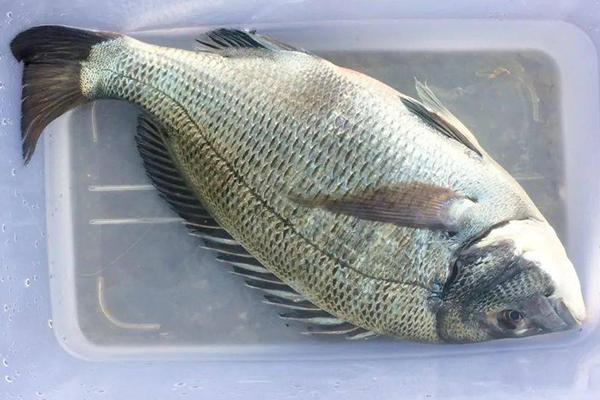 養(yǎng)殖鯛魚(yú)時(shí)為何沸石是不可或缺的助手?