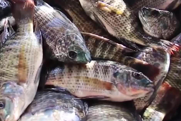 養羅非魚時加入沸石能帶來哪些好處？