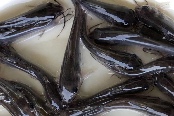 養(yǎng)鯰魚時加入沸石能帶來哪些好處？-國投盛世