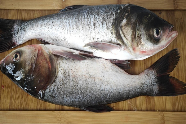 養胖頭魚時加入沸石能提升養殖效果嗎？