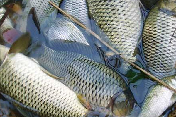 養淡水魚時添加沸石能提升水質嗎？