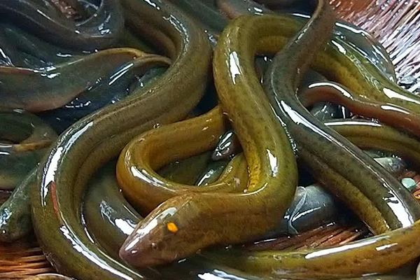 養泥鰍時添加沸石能改善水質嗎？