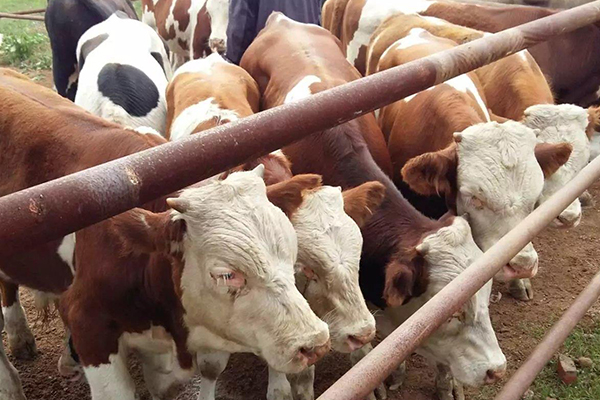 沸石能改善黃牛飼養環境嗎？