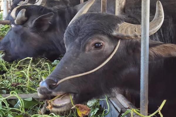 沸石能提升水牛飼養效率嗎？-國投盛世