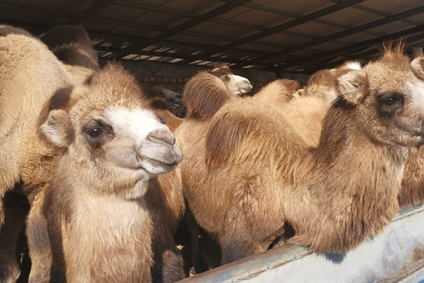 為什么飼養駱駝時加入沸石能提升效益？