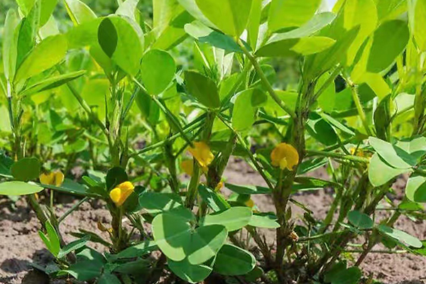 花生種植能否添加沸石？