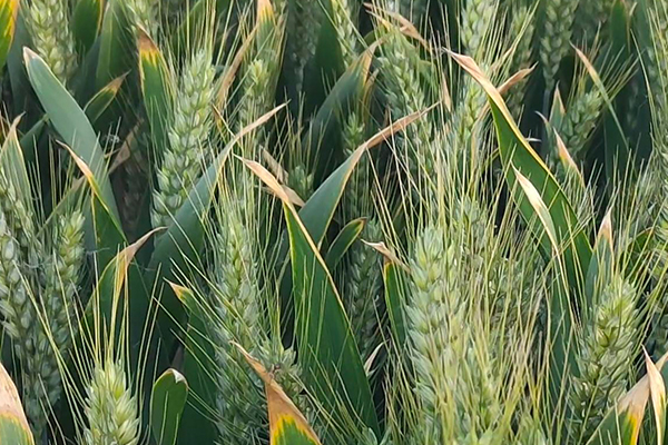小麥種植時何時添加沸石效果最好？-國投盛世
