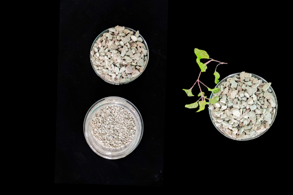 大豆種植何時添加沸石效果最佳？