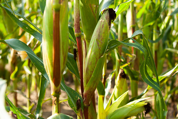 玉米種植何時添加沸石效果最佳？-國投盛世