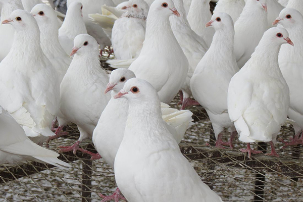 為什么飼養肉鴿時加入沸石能促進健康?