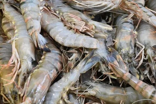 為什么魚蝦養(yǎng)殖加入沸石能優(yōu)化水質(zhì)？-國投盛世