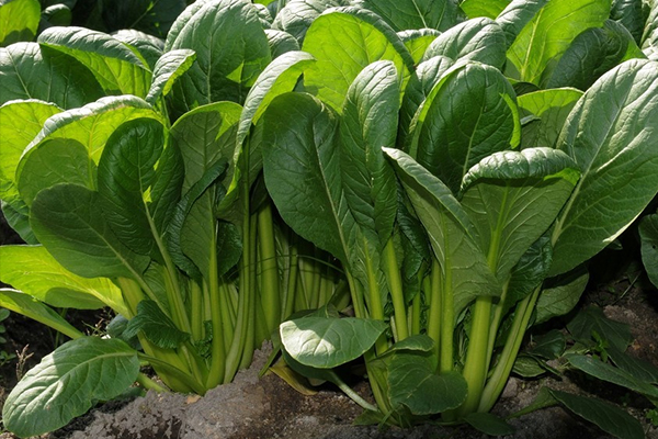 菠菜種植階段能使用沸石嗎？-國投盛世