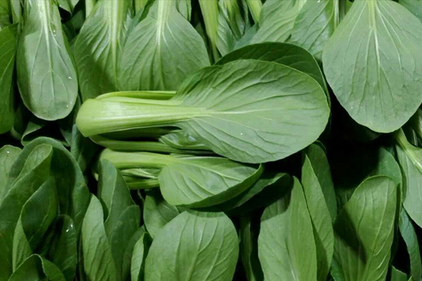 種植小油菜使用沸石能增產(chǎn)嗎？
