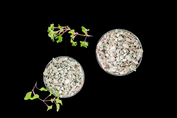 種植小油菜使用沸石能增產(chǎn)嗎？